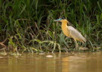 Hamirpur Wildlife division - Egret